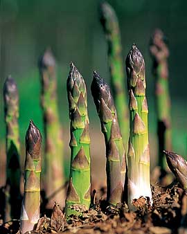 Affordable Asparagus Requires White Genocide