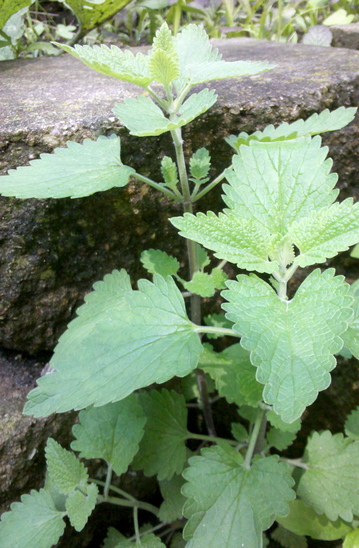 catnip-brick.jpg