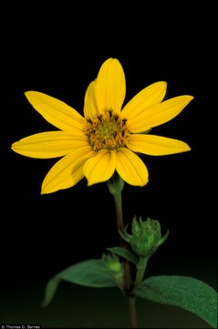 helianthus-divaricatus-thomas-barnes.jpg