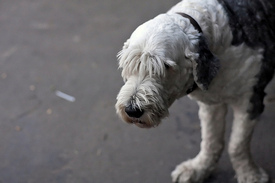 horiavarlansheepdog.jpg