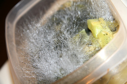 moldy-food.jpg