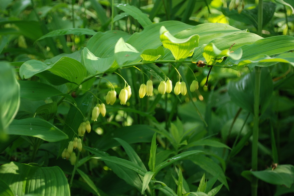 solomon's_seal9-backlight.JPG