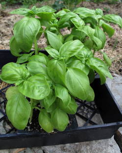 BasilSeedlings.jpg