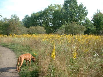 dandelion.jpg