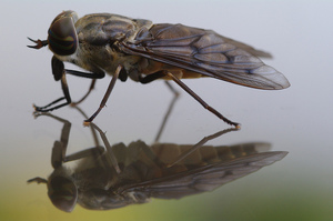 Horse_Fly_on_a_Window.jpg