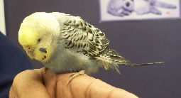 June-2011-Alexander-Lebron-budgie.jpg