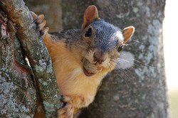MY_acorn.jpg