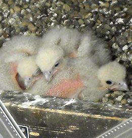 Peregrine-chicks.jpg