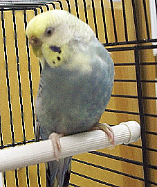 JUNE-2011-ALEXANDER-TOPANGA-BUDGIE.jpg