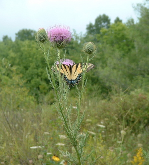 butterfly.jpg
