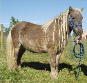 Lundberg-Shetland-Pony-Ann-Arbor-June-2011