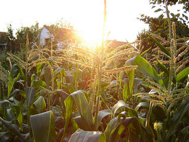 corn-field-Dodo-Bird.jpg