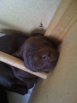 gunnarhafdelpuppy.jpg