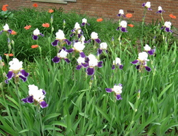 irises.jpg