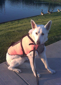 stormvest1.jpg