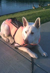 stormvest2.jpg