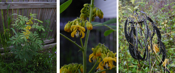 wild-senna-collage.jpg