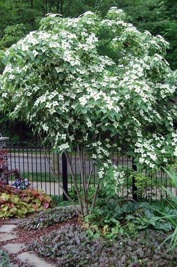 070711_garden5.JPG