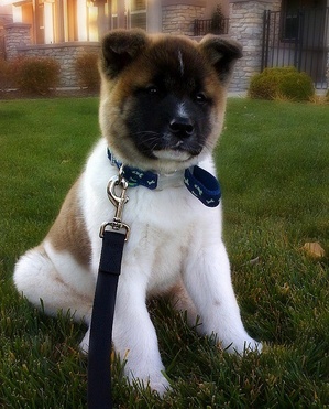 Akita-on-a-leash.jpg