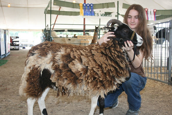 her jacob sheep at the 4 h