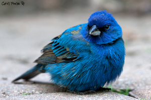 carol_poulos_indigobunting.jpg