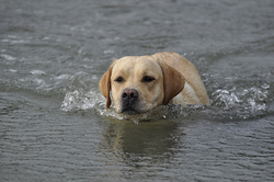 garyt70dogswimming.jpg