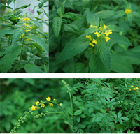 loosestrife_and_agrimony.jpg