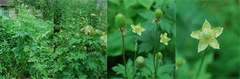 thimbleweed_montage.jpg
