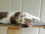 upsidedownkitty.JPG