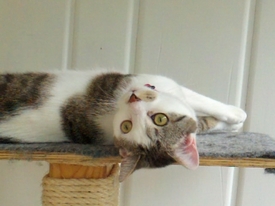 upsidedownkitty.JPG