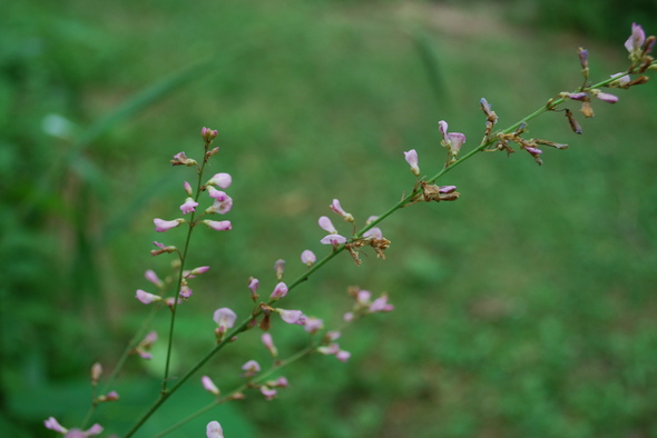 woodlandticktrefoil_flowers.JPG