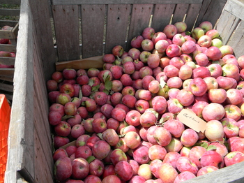 Alber’s-Orchard-and-Cider-Mill-Bethel-Church-Road-Manchester.JPG