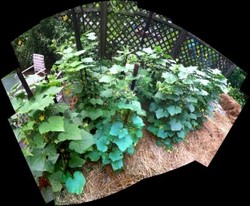 HappyCukes-300x248.jpg
