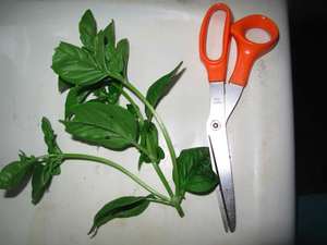 basilscissors.jpg