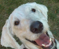 dogwhite.jpg
