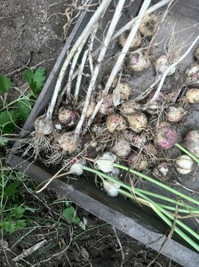 garlicharvest.jpg