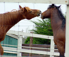 goingslohorses.jpg