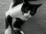 kitten.jpg
