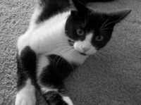 kitten.jpg
