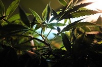 Thumbnail image for medical_marijuana_file_photo.jpg