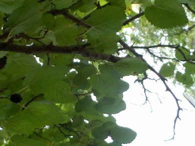 Mulberry.jpg