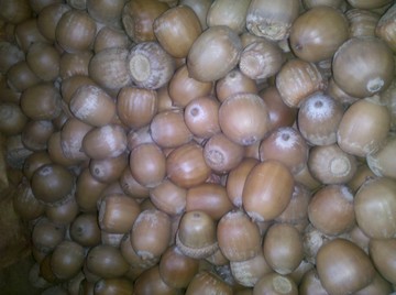 acorns.jpg