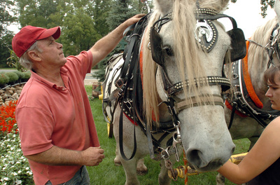 Jennys_Market_horses.jpg