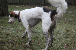 anneh632muddydog.jpg