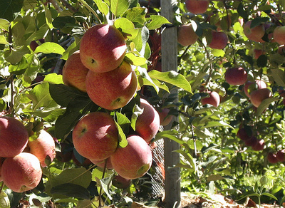 appleshangingfromtree,flickr AntyDiluvian.jpg