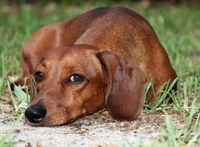 miniature_dachshund_2.jpg