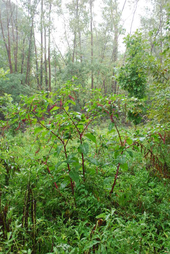 pokeweed-parker mill1.JPG