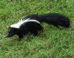 skunk2.JPG