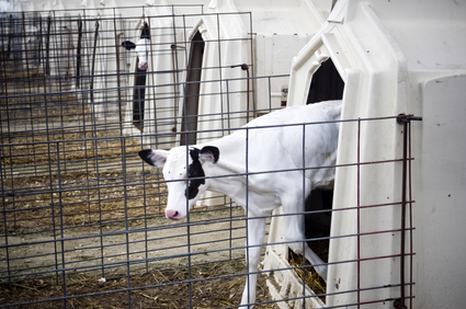 Calf_calves_cow_dairy_cows_Horning_Farm.JPG