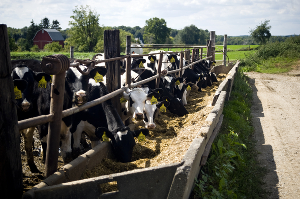 Dairy_cows_2Horning_Farm_Manchester.JPG